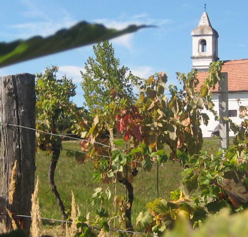 Bild enthält, Nature, Outdoors, Countryside, Leaf, Vegetation, Rural, Farm, Tree, Shelter, Vineyard