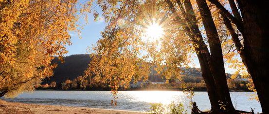 Die Sonne scheint hell durch die goldenen Blätter eines Baumes am Ufer eines ruhigen Sees, mit einem Berg in der Ferne.