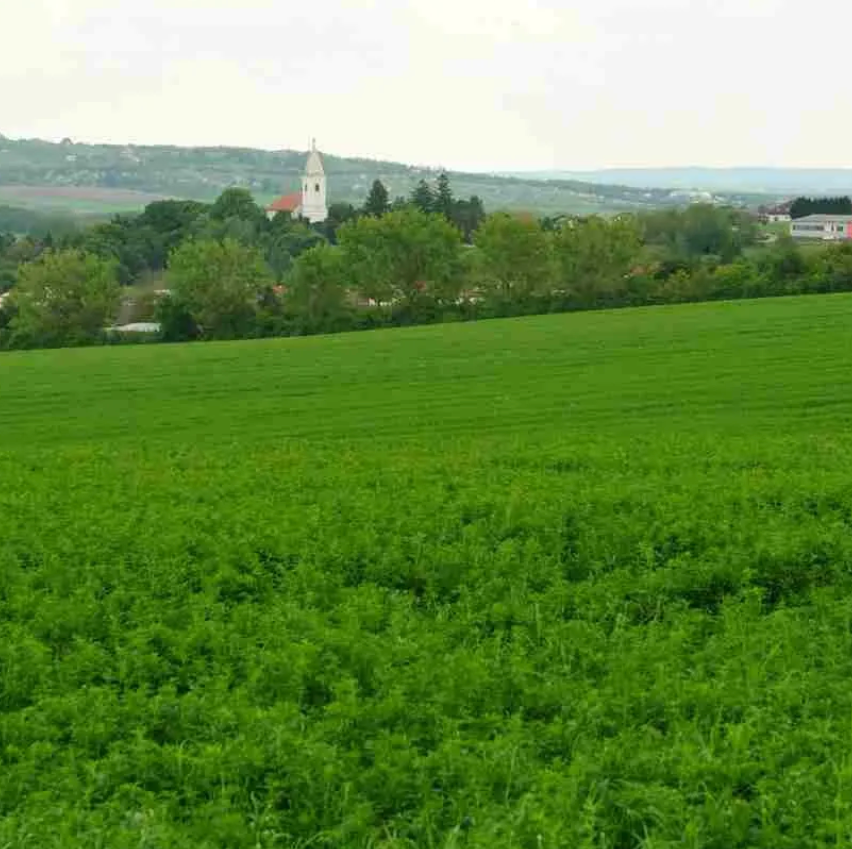 Bild enthält, Countryside, Field, Nature, Outdoors, Pasture, Grass, Land, Horizon, Sky, Grassland
