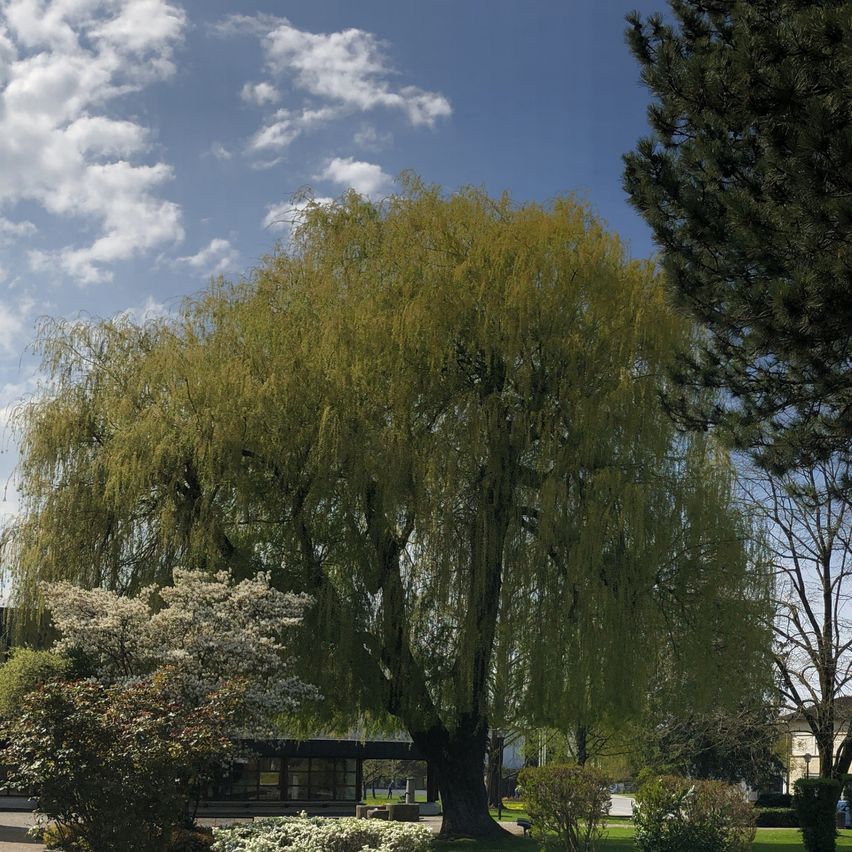 A sunny day with a church tower in the background, an empty street with a pedestrian crossing sign, and a tree-lined grassy area in front.