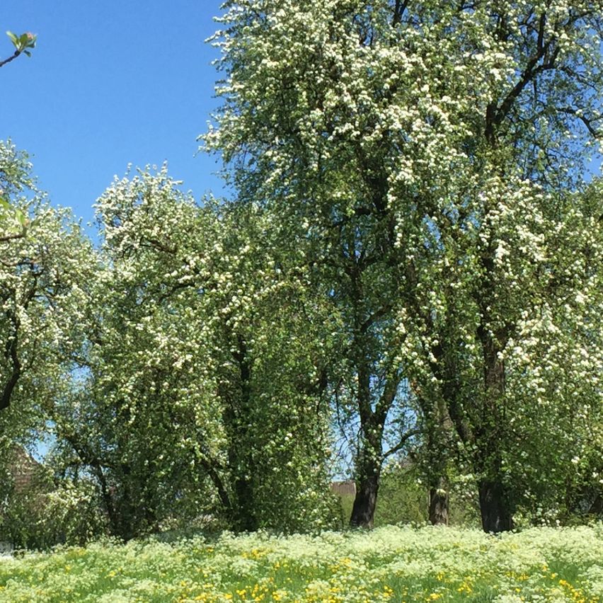 Ein Grasfeld mit blühenden Bäumen und gelben Blumen unter einem klaren blauen Himmel. Bäume mit weißen Blüten säumen den Rand des Feldes.