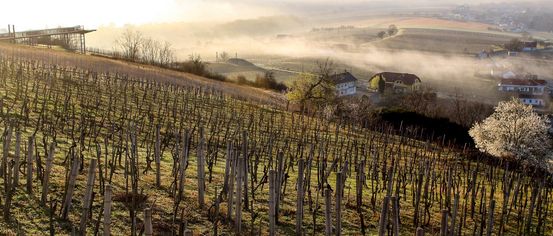 Ein Weinberg mit kahlen Bäumen und Holzpfählen im Vordergrund. Der Himmel ist klar, und die Sonne geht in der Ferne unter. Das Feld hat Nebel, und es gibt Häuser und eine Bergkette.