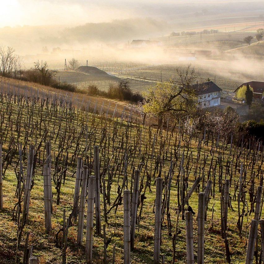 Ein Weinberg mit kahlen Bäumen und Holzpfählen im Vordergrund. Der Himmel ist klar, und die Sonne geht in der Ferne unter. Das Feld hat Nebel, und es gibt Häuser und eine Bergkette.