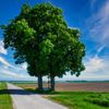 Ein breiter Baum mit üppigen grünen Blättern steht auf einem Weg mit einem weißen Zaun auf der linken Seite. Hinter dem Baum befindet sich ein weites Feld unter einem blauen Himmel mit wolkenartigen Wolken. In der Ferne sind Windmühlen zu sehen.
