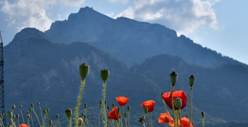 Bild enthält, Flower, Nature, Outdoors, Scenery, Poppy, Rose, Vegetation, Landscape, Countryside, Person