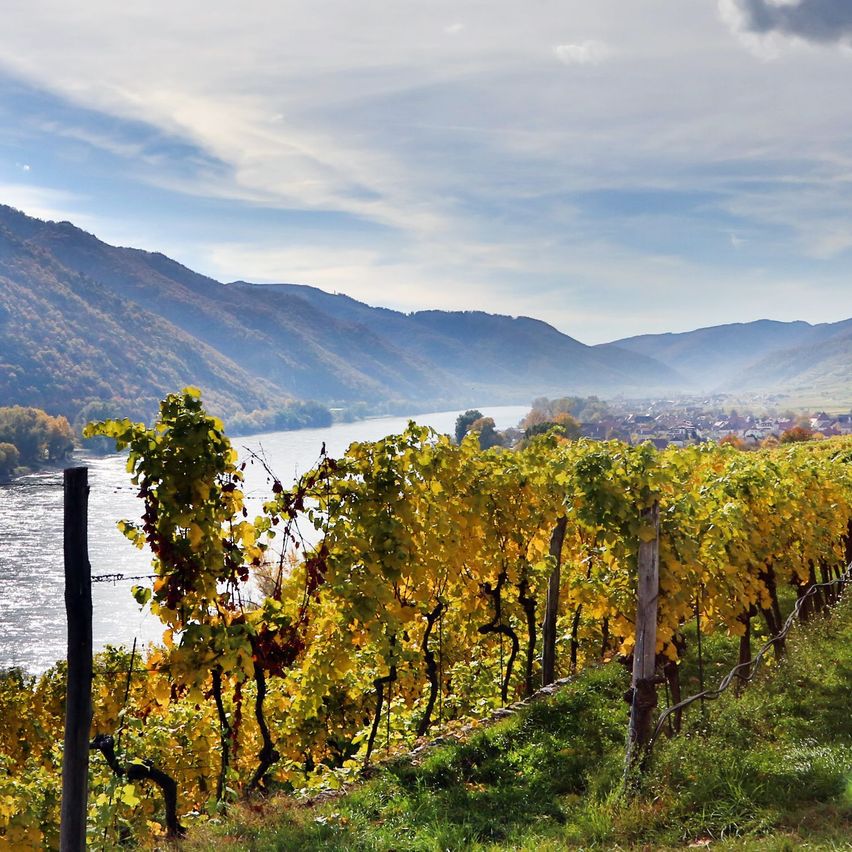 Bild enthält, Nature, Outdoors, Countryside, Scenery, Rural, Farm, Vineyard, Sky, Landscape