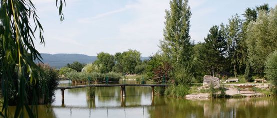 Nature, Outdoors, Scenery, Pond, Water, Plant, Tree, Lakefront, Vegetation, Lake
