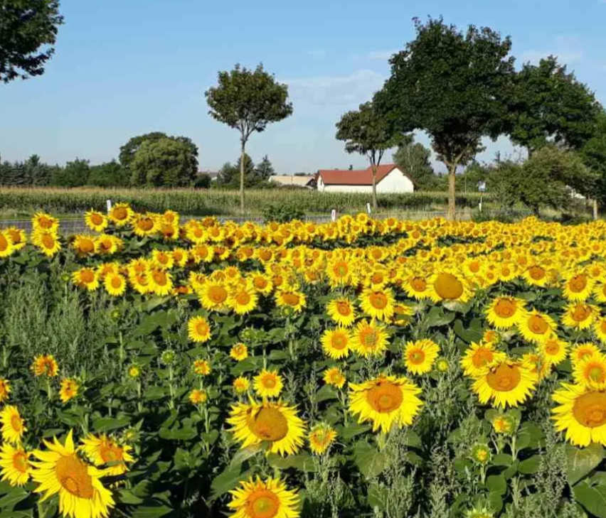 Bild enthält, Nature, Outdoors, Scenery, Flower, Sunflower, Field, Landscape, Vegetation, Road Sign, Countryside