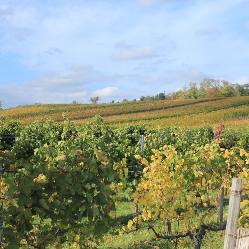 Bild enthält, Nature, Outdoors, Countryside, Rural, Farm, Tree, Vineyard, Tree Trunk