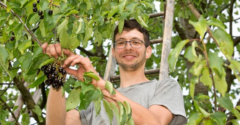 Ein Mann in einem grauen T-Shirt und mit Brille steht auf einer Leiter und pflügt lächelnd Kirschen von einem Baum.