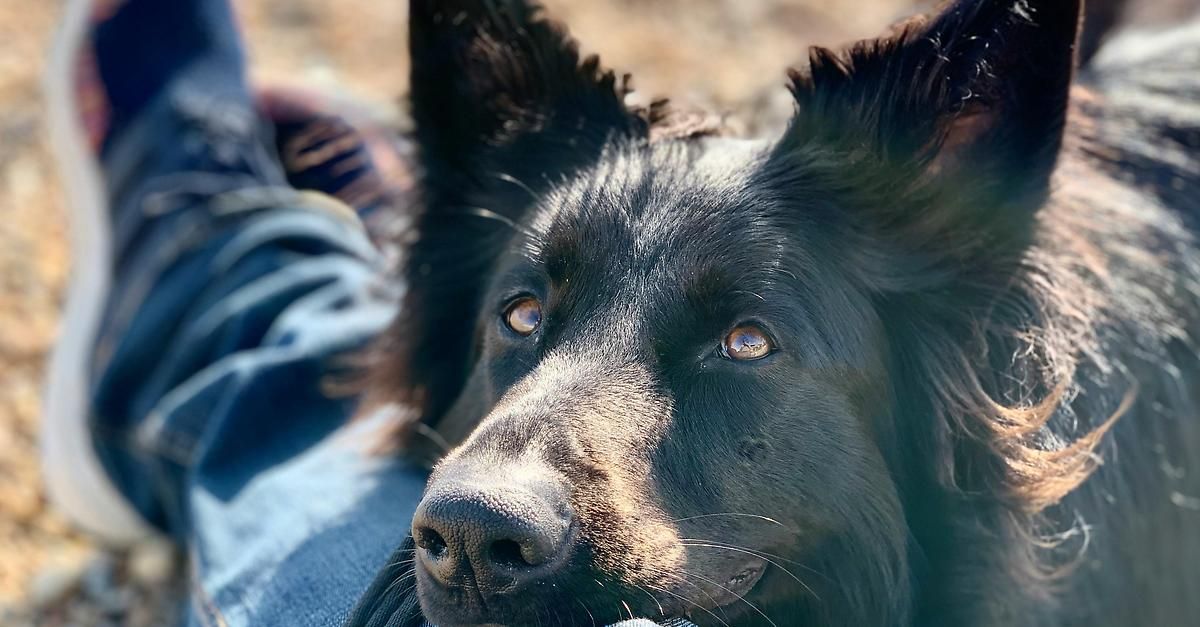 Eine Nahaufnahme eines schwarzen Hundes mit braunen Augen und Schmutz auf der Schnauze, ruht auf dem Schoß einer Person.