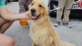 Ein Golden Retriever sitzt auf dem Boden und wird von einer Person gestreichelt, während eine andere Person in der Nähe steht. Der Hund hat ein Halsband an.