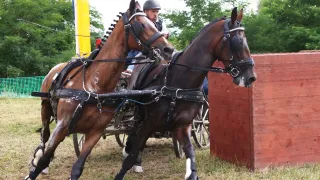 Zwei Pferde sind an einen Wagen mit einem Mann in einem Helm gespannt. Sie stehen auf Gras mit einer Holzstruktur in der Nähe. Bäume sind im Hintergrund.