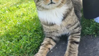 Eine Katze mit gelben Augen und gestreiftem Fell liegt auf dem Gras und schaut direkt in die Kamera.