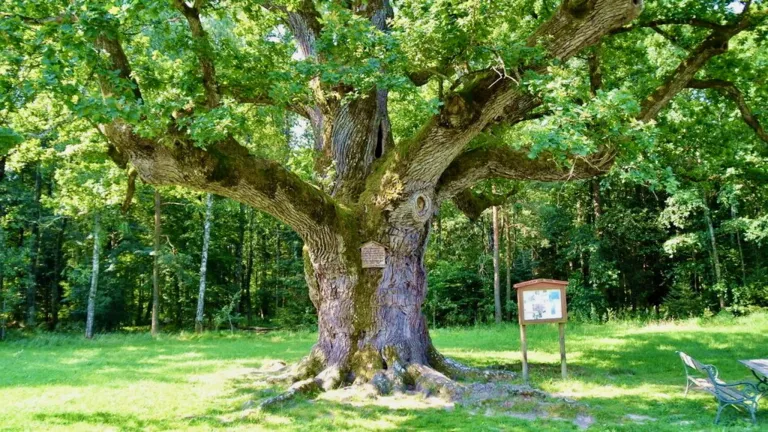 Ein großer, alter Baum steht auf einer Wiese mit einem Schild in der Nähe. Der Baum hat eine Plakette am Stamm.