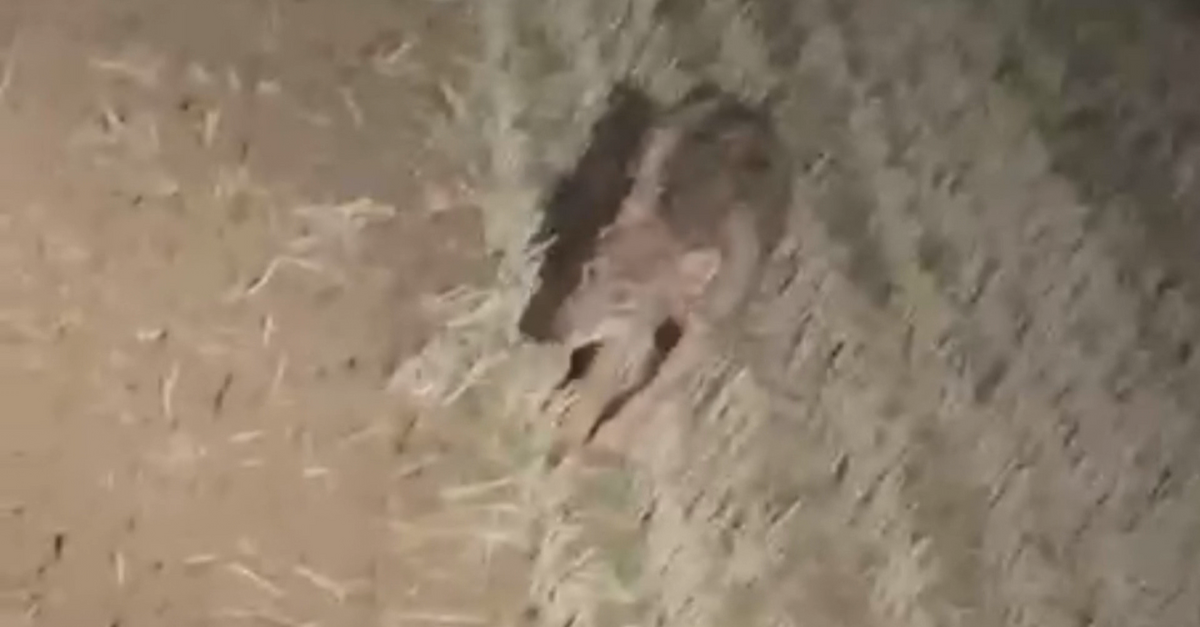 Ein wildes Tier liegt im Gras, möglicherweise ein Fuchs oder ein Kojote. Das Tier scheint zu ruhen oder vielleicht verletzt zu sein.