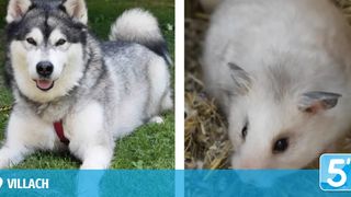 Ein sibirischer Husky mit grau-weißem Fell liegt auf dem Gras, während ein weiterer weißer Hund auf Heu ruht.