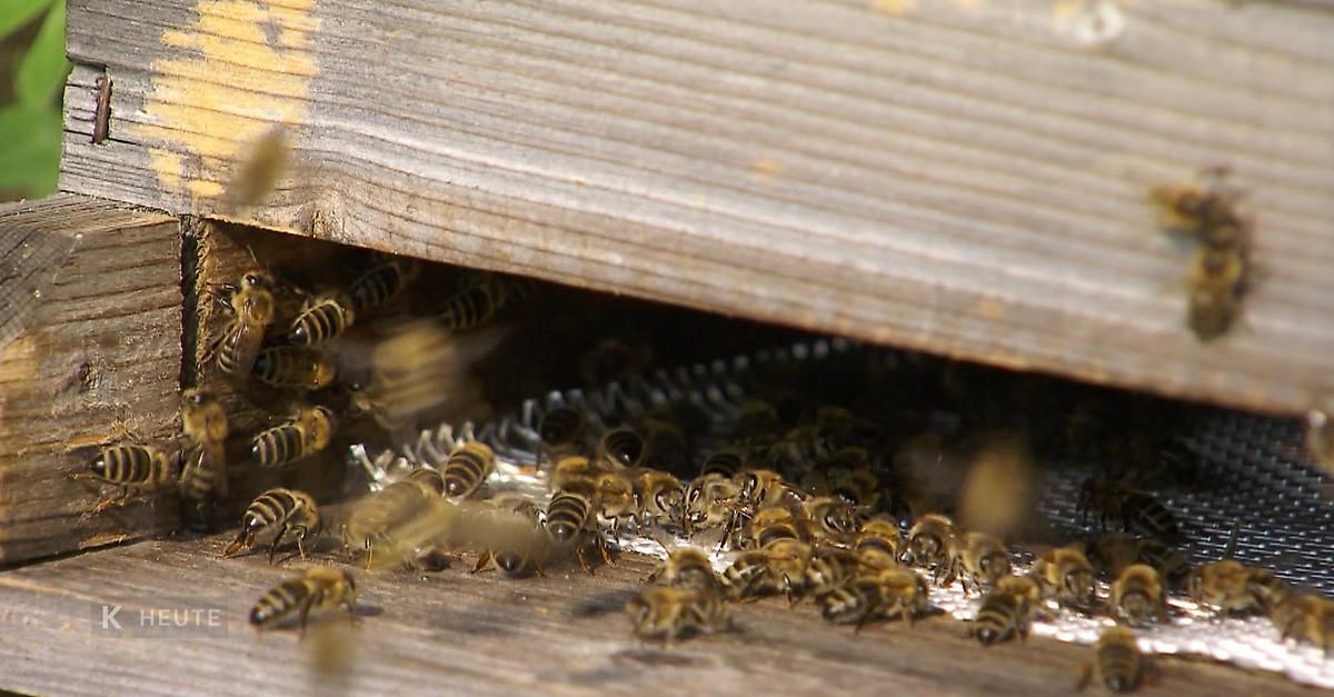 Eine Nahaufnahme von zahlreichen Bienen, schwarz und gelb gefärbt, die an einem hölzernen Bienenstock arbeiten. Sie sind auf der hölzernen Struktur beschäftigt, einige fliegen herum, während andere auf der Oberfläche sind.