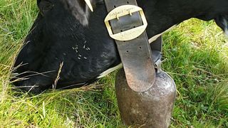 Eine schwarze Kuh mit einer rostigen Glocke und einem Lederriemen um ihren Körper, auf dem der Name Gebhard Gasser eingraviert ist. Fliegen sitzen auf ihrem Körper.