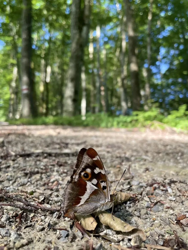 Ein Schmetterling mit braunen und weißen Flügeln sitzt auf dem Boden in einem Wald. Der Boden ist mit kleinen Steinen bedeckt. Bäume umgeben das Gebiet.