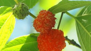 Ein Nahaufnahme von zwei roten, stachligen Beeren, die von einem Zweig mit grünen Blättern hängen.