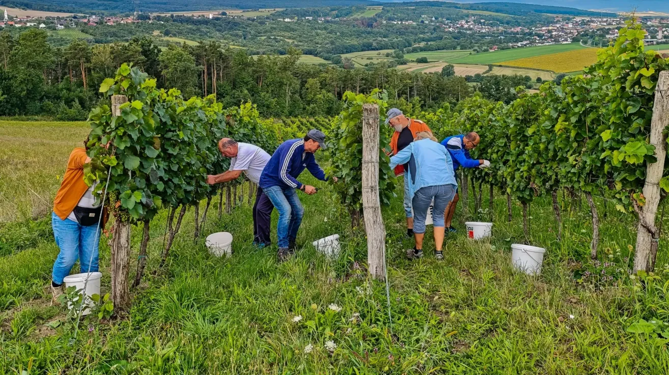 Eine Gruppe von Menschen in einem Weinberg, die Trauben ernten. Jede Person hat eine Eimer und Handschuhe an. Der Weinberg ist von grünen Bäumen und Gras umgeben.