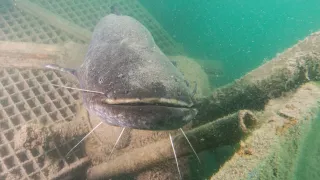 Ein großer Wels mit Barthaaren schwimmt unter Wasser in der Nähe eines Netzes. Das Wasser ist klar mit verstreuten Partikeln.
