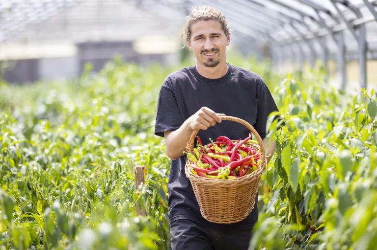 Ein Mann in einem schwarzen T-Shirt hält einen Korb voller roter und gelber Chilischoten in einem Feld.