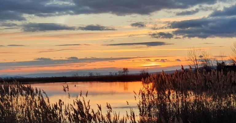 Ein ruhiger See bei Sonnenuntergang mit einem goldenen Schimmer, der sich im Wasser spiegelt, umgeben von hohen Schilfrohren und einer fernen Silhouette von Bäumen und Bergen unter einem teilweise bewölkten Himmel.