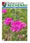 Ein Nahaufnahme von leuchtend rosa Blüten mit grünem Hintergrund, datiert Juli 2025.