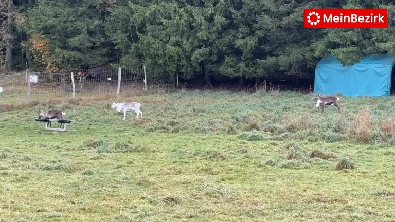 A field with tall grass and trees. A reindeer is standing in the field. The trees are tall and have a fence behind them.