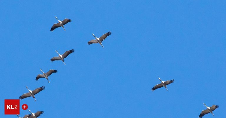 Sechs Vögel fliegen in einer V-Formation in einem klaren blauen Himmel, Flügel ausgebreitet und Schwänze nach unten gerichtet.