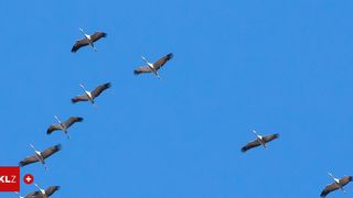 Sechs Vögel fliegen in einer V-Formation in einem klaren blauen Himmel, Flügel ausgebreitet und Schwänze nach unten gerichtet.