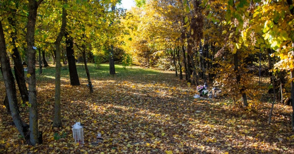 A serene autumn scene with trees shedding their leaves. A pathway covered in leaves leads to a small memorial with flowers.