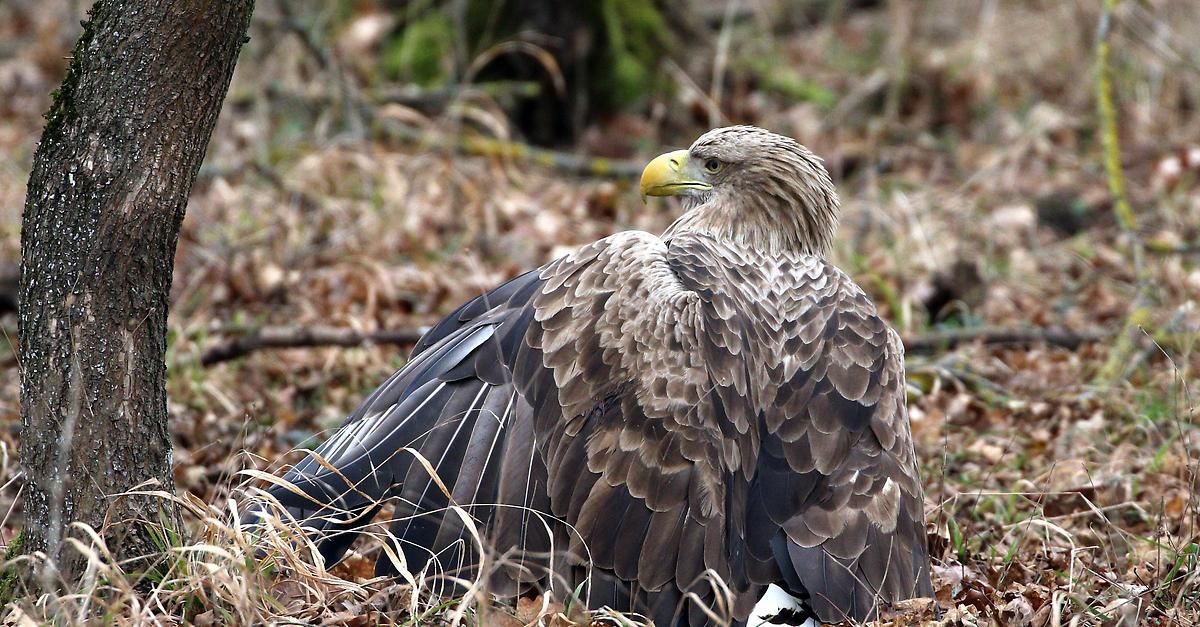 A close-up of a white-tailed eagle perched on the ground, surrounded by fallen leaves and twigs. Its wings are spread, revealing a mix of brown and black feathers.