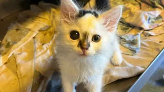 A small white kitten with a black spot on its forehead and around its eyes sits on a yellow cloth.