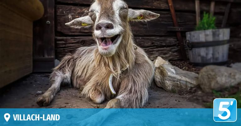 Eine fröhliche Ziege mit einem Anhänger liegt auf dem Boden vor einer Holzstruktur. Die Ziege hat einen gelben Anhänger an ihrem Ohr und scheint zu lächeln.