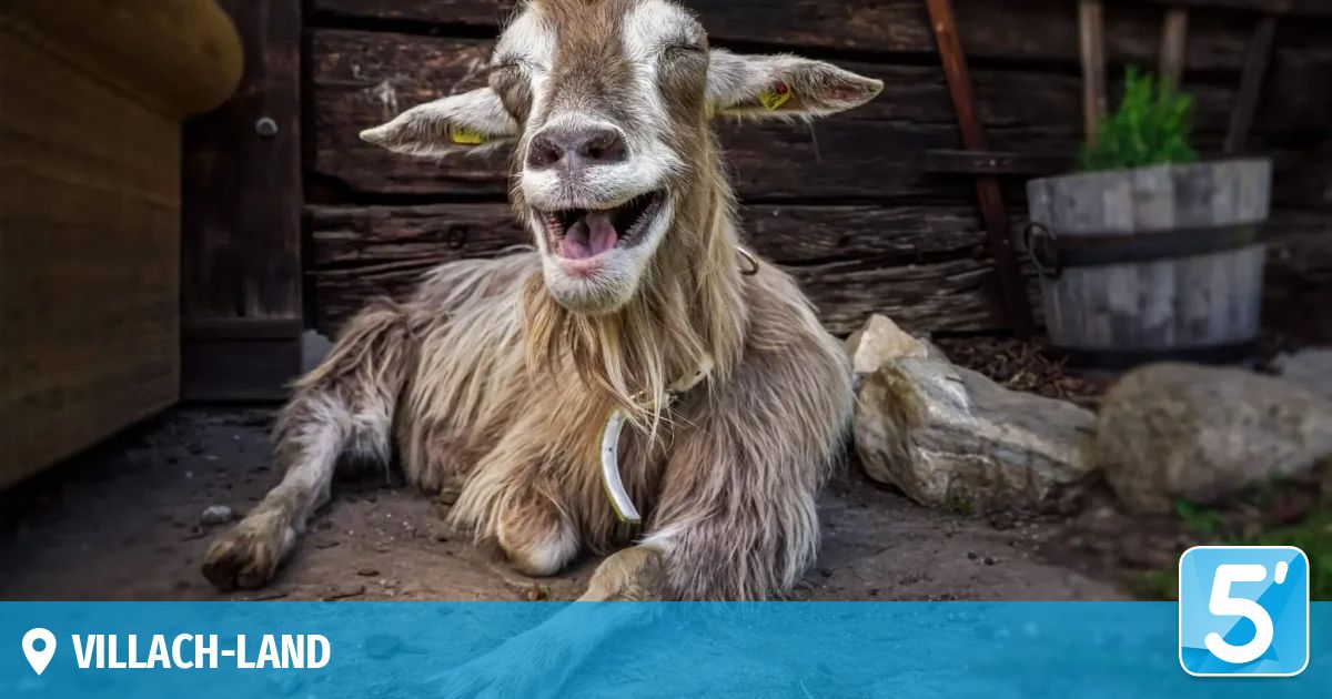 Eine fröhliche Ziege mit einem Anhänger liegt auf dem Boden vor einer Holzstruktur. Die Ziege hat einen gelben Anhänger an ihrem Ohr und scheint zu lächeln.