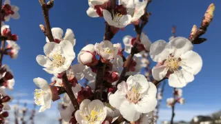 A close-up view of several white and pink flowers with yellow centers on branches against a blue sky.
