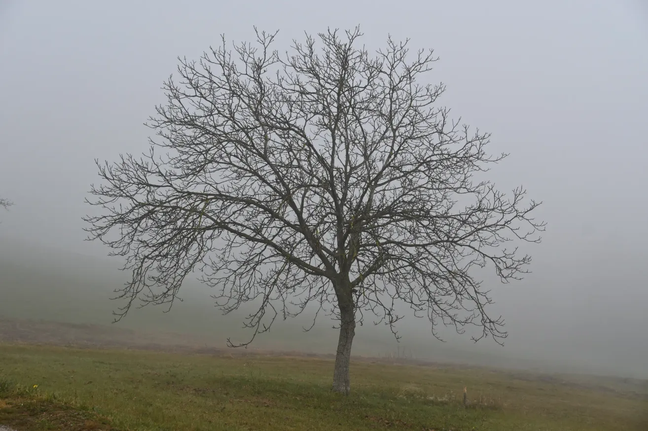 A bare tree stands in a foggy field with green grass. The tree has no leaves, and the fog blurs the background.