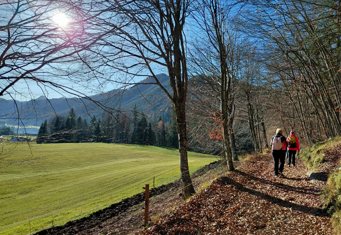 A sunny day with a person walking along a pathway with trees and a vast green field in the background.