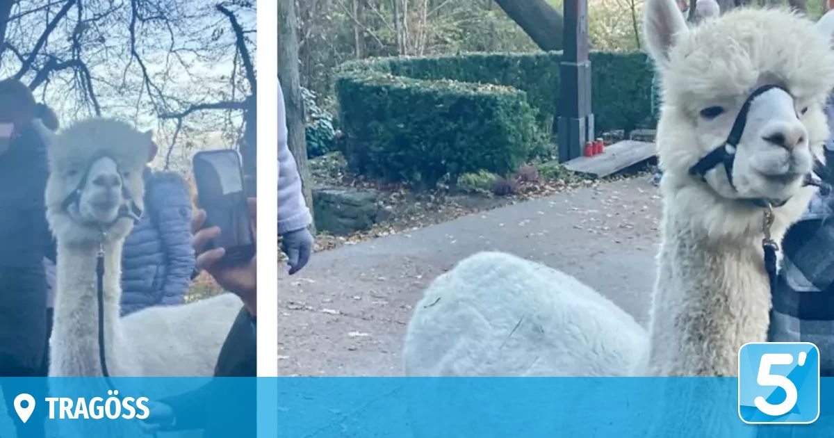 A person holding a smartphone in a park, with a white alpaca visible in the foreground.
