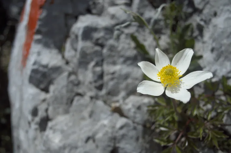Eine einzelne weiße Blume mit einem gelben Zentrum steht vor einem Hintergrund aus felsigem Gelände und grünem Laub.