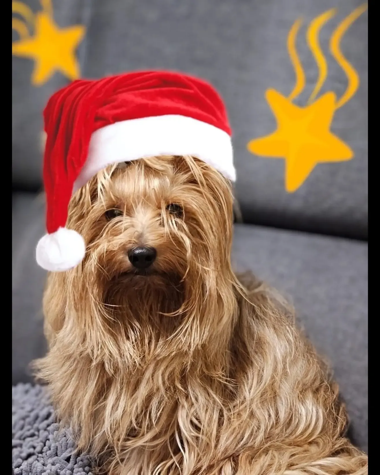 Ein Nahaufnahme eines kleinen Hundes mit einem Weihnachtshut auf einem grauen Sofa, mit einem gelben Stern im Hintergrund.