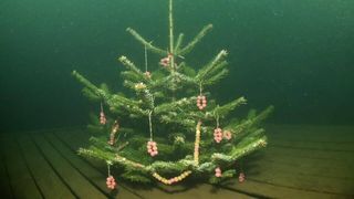 Ein kleiner Weihnachtsbaum ist mit rosa und gelben Perlen als Dekoration unter Wasser platziert. Der Baum ist von grünem Wasser umgeben.
