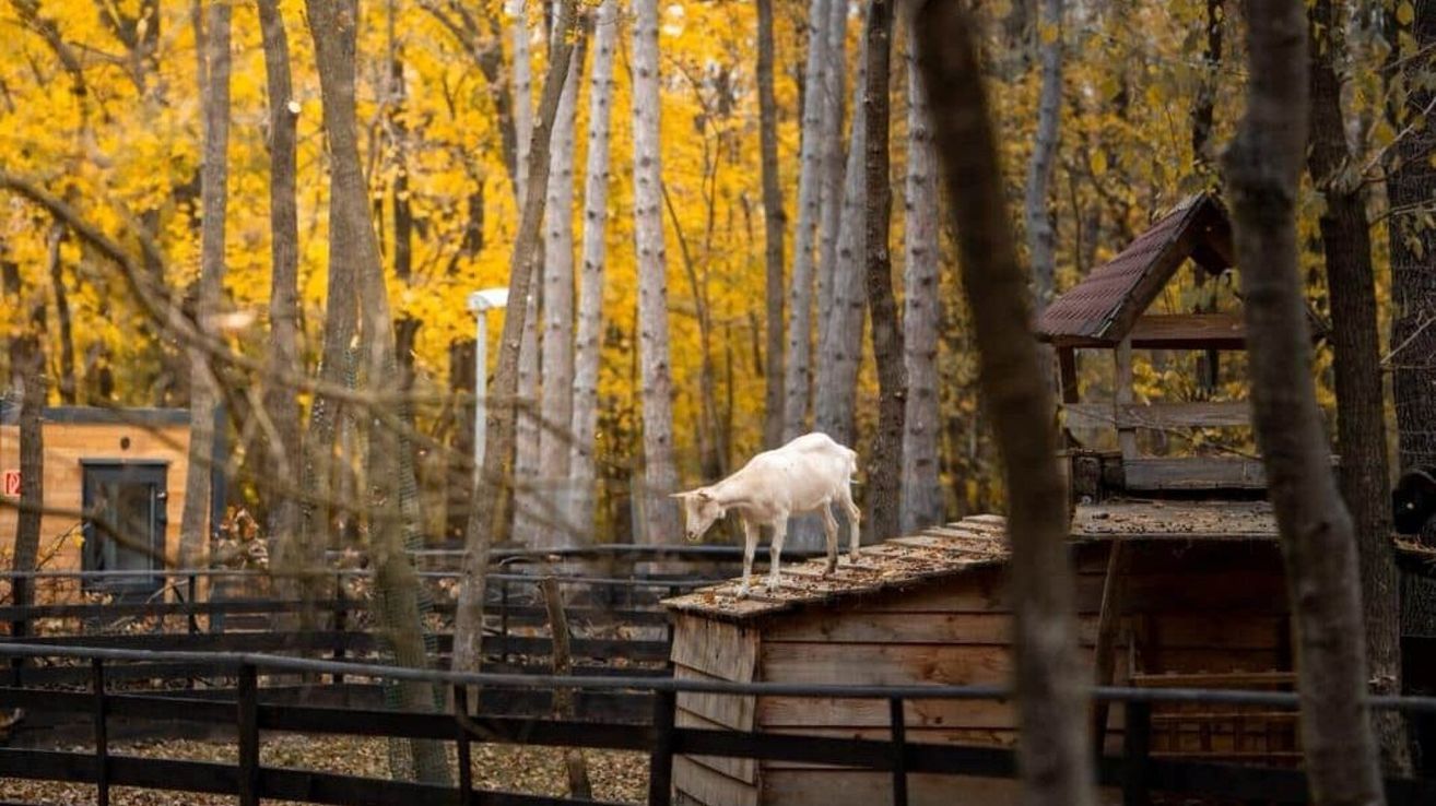 Ein weißes Schaf steht auf dem Dach eines Holzschuppens in einem eingezäunten Waldgebiet. Die Bäume sind im vollen Herbstlaub.
