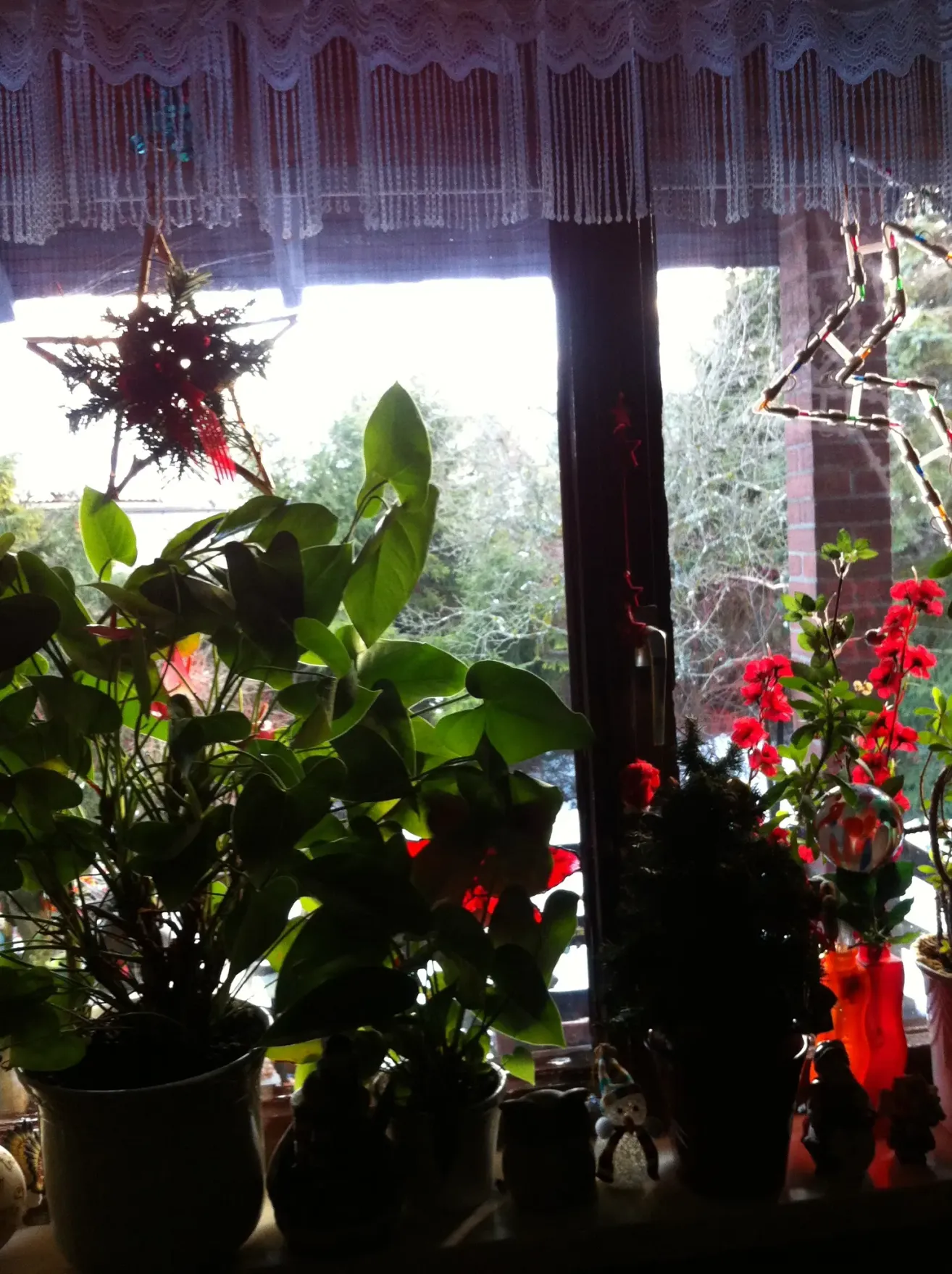 Ein Fenstersims mit verschiedenen Topfpflanzen, eine mit Sternenschmuck und eine mit roten Blumen, vor einem Fenster mit weißem Rahmen.