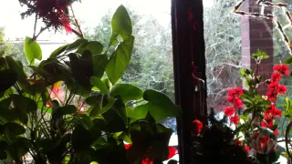 Ein Fenstersims mit verschiedenen Topfpflanzen, eine mit Sternenschmuck und eine mit roten Blumen, vor einem Fenster mit weißem Rahmen.