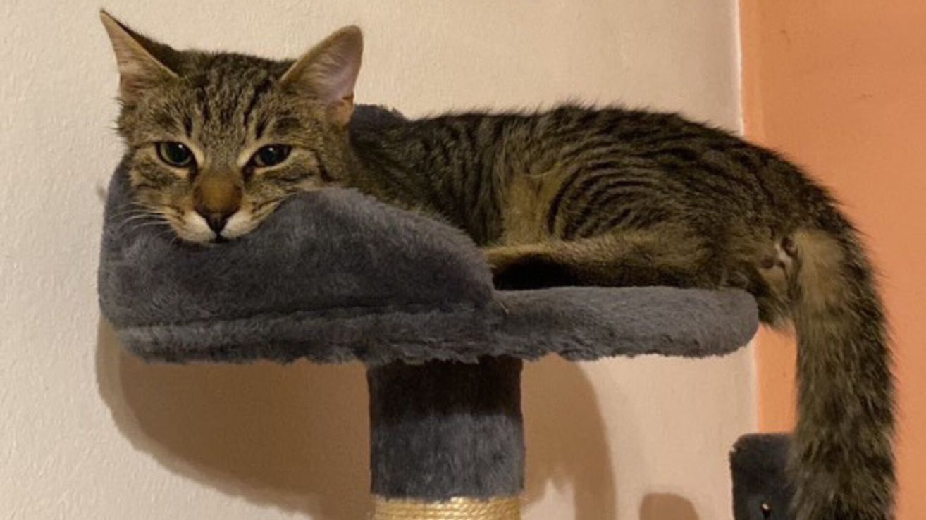 Eine getigerte Katze mit braunem und schwarzem Fell liegt auf einem grauen Kratzbaum und ruht ihren Kopf auf der obersten Plattform des Baumes.