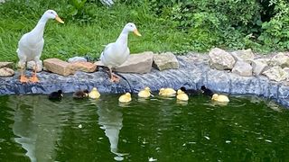 Zwei weiße Enten stehen am Rand eines Teichs, mit mehreren Entenküken, die im Wasser schwimmen.
